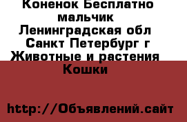 Коненок Бесплатно, мальчик - Ленинградская обл., Санкт-Петербург г. Животные и растения » Кошки   